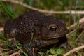 Large black toad