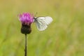 Large black-veined white butterfly on purple thistle Royalty Free Stock Photo