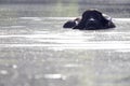 A water buffalo Bubalus bubalis enjoying a bath in a lake.