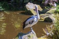 A large black and white bird with a large beak The Australian Pelican - Pelecanus conspicillatus - stands on a rock by a pond Royalty Free Stock Photo