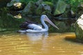 A large black and white bird with a large beak The Australian Pelican - Pelecanus conspicillatus - swims in a pond. Its image is Royalty Free Stock Photo