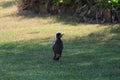 Australian Wildlife Series - Australian Magpie - Gymnorhina tibicen Royalty Free Stock Photo