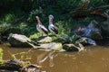 A large black and white bird with a large beak The Australian Pelican - Pelecanus conspicillatus - stands on a rock by a pond Royalty Free Stock Photo