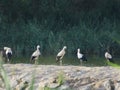 Large black and white bird stork long red beak river water Royalty Free Stock Photo