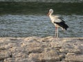 Large black and white bird stork long red beak river water Royalty Free Stock Photo