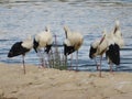 large black and white bird stork long red beak river water Royalty Free Stock Photo