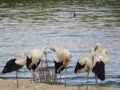 large black and white bird stork long red beak river water Royalty Free Stock Photo