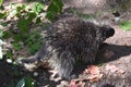 Wild porcupine with large quills covering its body