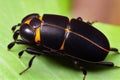Large black-yellow beetle on flower and on green leaves. Royalty Free Stock Photo