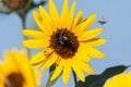 Bumblebee on a yellow Sunflower bloom collecting pollen Royalty Free Stock Photo