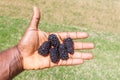 Large Blackberries