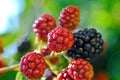 Large blackberries ripen in the garden.