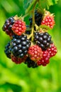 Large blackberries ripen in the garden.