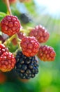 Large blackberries ripen in the garden.