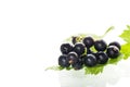 large blackcurrant berry isolated on white background Royalty Free Stock Photo