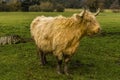 A large blond matriarch Highland cow in a field near Market Harborough UK