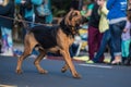 Excited hound dog searching for a scent. Royalty Free Stock Photo