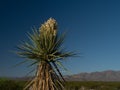 Large Blooming Faxon Yucca and Mountain Range in Big Bend National Park, Texas