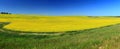 Landscape Panorama of Large Blooming Canola Field and Prairie Farm, Great Plains, Alberta, Canada
