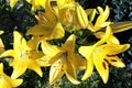 Large blooming flower yellow lilies Royalty Free Stock Photo