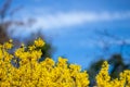 Large blooming forsythia bush blooming in the spring garden Royalty Free Stock Photo