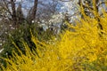 Large blooming forsythia bush blooming in the spring garden Royalty Free Stock Photo