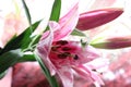 large blooming homemade pink lilies bloom and smell