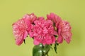 Large blooming magenta peonies in a glass jar