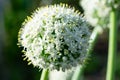 Large blooming onion plants with stem on bright sunlight and bokeh blurred background. Macro photo with ball headed flower. Royalty Free Stock Photo