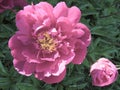 Large blooming pink garden flower peony with a small bud on a background of green foliage