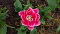 A large blooming pink Tulip in a flower bed Royalty Free Stock Photo