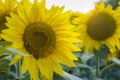 Large blooming sunflowers close-up on the field Royalty Free Stock Photo