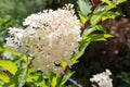 Large blooming white hydrangea in the summer garden. Ornamental shrub in landscape design. Close-up Royalty Free Stock Photo