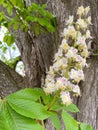 Large blossom of the chestnut tree in spring in central maine
