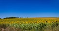Large blossomed sunflower field on a sunny day with deep blue sky above