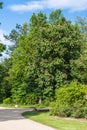 Large blossoming chestnut tree in a park