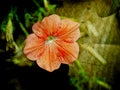 A large blossoming orange flower in full bloom