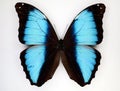 Large blue black butterfly Morpho deidamia from Peru Royalty Free Stock Photo