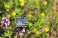 Large blue butterfly Royalty Free Stock Photo