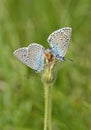 Large Blue Butterfly Royalty Free Stock Photo