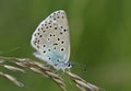 Large Blue Butterfly Royalty Free Stock Photo