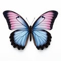 Large Blue Butterfly With Pale Pink And Black Wings On White Background Royalty Free Stock Photo