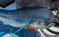 Large blue common dolphinfish (Coryphaena hippurus) caught by a person Royalty Free Stock Photo