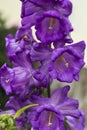 Large blue garden bells growing in the garden