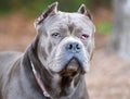 Large blue gray American Staffordshire Pitbull Terrier dog with cropped ears and cherry eye Royalty Free Stock Photo
