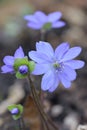 Large blue Hepatica transsilvanica, intense blue flowers