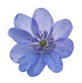 Large blue Hepatica transsilvanica, intense blue flower, without background