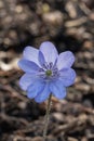 Large blue Hepatica transsilvanica, an intense blue flower