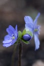 Large blue Hepatica transsilvanica, intense blue flowers and bud