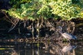 blue heron bird reflected in small pool of water